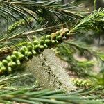 Melaleuca alternifolia Çiçek