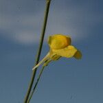 Linaria spartea Fleur