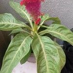 Celosia argentea花