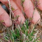 Poa alpina Flower