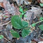 Rubus vestitus Blatt