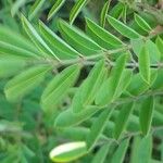 Indigofera suffruticosa ഇല