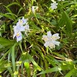 Iris japonica Žiedas