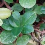 Peperomia glabella Листок