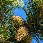 Pinus pungens Fruchs