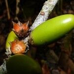 Balanops vieillardii Fruit