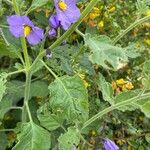 Solanum umbelliferum 葉