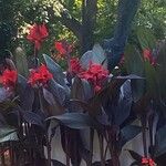 Canna indicaFolha