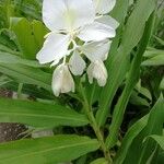 Hedychium coronarium Natur