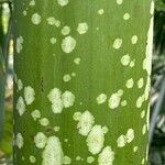 Amorphophallus titanum Bark