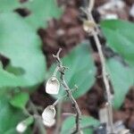 Scutellaria purpurascens Fruit