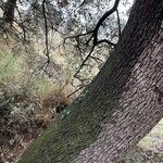 Quercus rotundifolia Bark