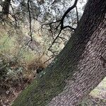 Quercus rotundifolia Bark