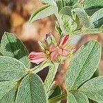 Indigofera senegalensis Flower