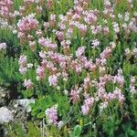 Erica spiculifolia Natur