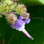 Trachystemon orientalis 花