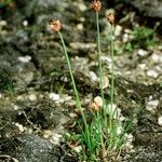 Juncus triglumis Elinympäristö