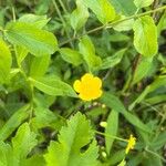 Ranunculus hispidus Flower