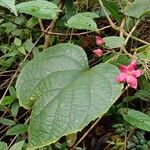 Clerodendrum infortunatum Blad