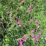 Gladiolus italicus Habit