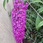 Buddleja japonicaFlor