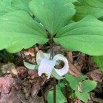 Trillium catesbaei Flower