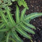 Arachniodes simplicior Leaf