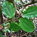 Afromorus mesozygia Leaf