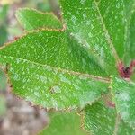 Aronia arbutifolia Feuille