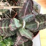 Kalanchoe humilis Lapas