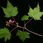 Acer caudatum Хабит