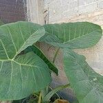 Colocasia gigantea Leaf