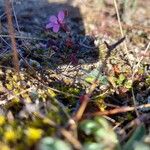 Erodium botrys Flor