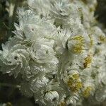 Anaphalis margaritacea Цветок