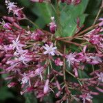 Fuchsia paniculata Blodyn