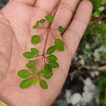 Euphorbia schlechtendalii Φύλλο