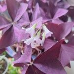 Oxalis triangularisBlomst