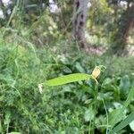 Lathyrus annuus Fruit