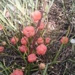 Ephedra distachya Fruit