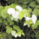 Actinidia polygama Leaf