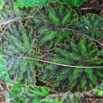 Begonia masonianaList