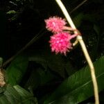 Drymonia rubripilosa Flower