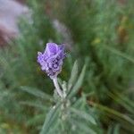 Lavandula dentata Φλοιός