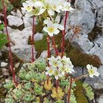 Saxifraga paniculata Habitus