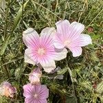 Malope malacoides Flor