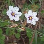 Erodium botrys Квітка