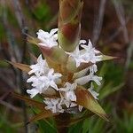 Dracophyllum mackeeanum Kvet