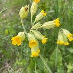 Primula verisFlors