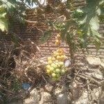 Solanum chrysotrichum Frukto