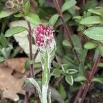 Saponaria ocymoides Çiçek